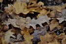 Eichenlaub im Herbst