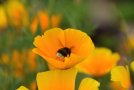 Orangefarbener Goldmohn mit Hummel