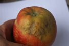 Berostung durch Kälteeinwirkung beim Apfel