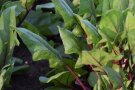 Grüne Spinatblätter mit roten Stielen