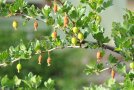 Spätfrostschäden bei Stachelbeeren