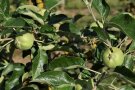 Apfel-Jungfrüchte mit ausreichendem Abstand