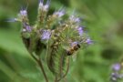 Biene an Blüte von Phacelia