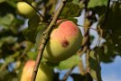 Apfel am Baum mit Apfelwickler