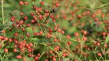 Viele kleine rote Hagebutten