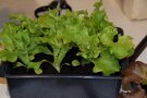 Salatjungpflanzen in Erdpresstöpfen