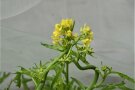 gelbe Blüte von Wasabino