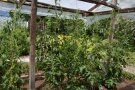 Tomatenpflanzen unter einem Dach
