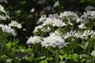 Viele weiße Sternblüten an einer Geranienpflanze