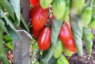 geplatzte reife Tomatenfrucht an der Pflanze