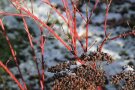 Rote Zweige vom roten Hartriegel