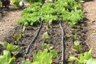 Folgernde Pflanzung Herbstsalate