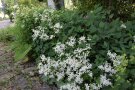 Staudenclematis im Halbschatten