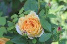 Strauchrose mit duftender Blüte in apricot