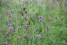 Blaue Wiese mit Flockenblumen