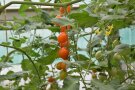 dattelförmige orangefarbene Tomaten im Kleingewächshaus