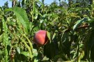 Baum mit Pfirsichfrucht und gekräuselten Blättern