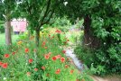 Garten mit Blumenwiese, vor allem Klatschmohn