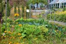 Herbstgemüse im Garten