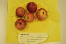 fünf Äpfel der Sorte Muskatrenette