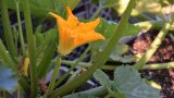 Gelbe Zucchiniblüte auf einem dünnen Stiel