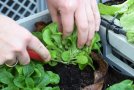 Feldsalaternte mit dem Küchenmesser