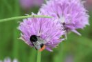 Schnittlauchblüte mit Hummel