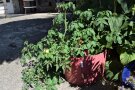 Tomate in Filzsack