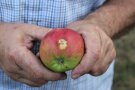 angepickter Apfel in der Hand