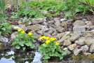 gelbblühende Sumpfdotterblume an einem Teichrand