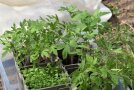 Tomatenjungpflanzen stehen dicht in Töpfen