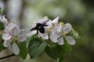 Apfelblüte mit Blauschwarzer Holzbiene