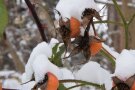 Hagebutten mit Schneehaube