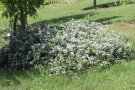 Weißblühende Stauden-Clematis unter einem Baum wachsend