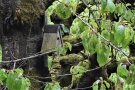 Dreieckiger Vogelnistkasten in einem Baum