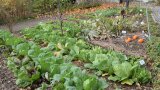 Herbstgemüse auf dem Beet