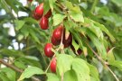 Rote Früchte der Kornelkirsche hängen am Strauch.