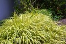 Japanisches Waldgras (Hakonechloa)