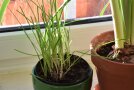Schnittlauch im Winter am Fensterbrett