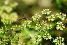 Schwebfliege auf Petersilienblüte