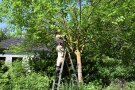 Frau steht auf Leiter und schneidet Baum