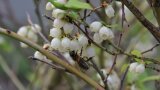 Heidelbeerblüte mit Biene