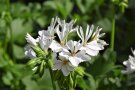 Weiße Sterngeranie Blüte mit orangefarbenen Staubgefäßen