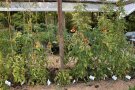 Leichter Rostmilbenbefall an Tomatenpflanzen