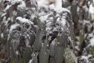Gartensalbei im Schnee