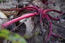 Ausgehöhlte Rote Bete Knolle