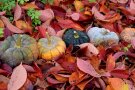 Kürbisse im roten Herbstlaub