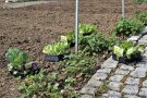 Junge Salatpflanzen stehen zum Pflanzen auf dem Beet.