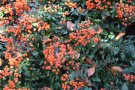 Orange Früchte des Feuerdorns