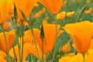 Die Blütenknospen des Kalifornischen Mohns sehen aus wie kleine Schlafmützen.